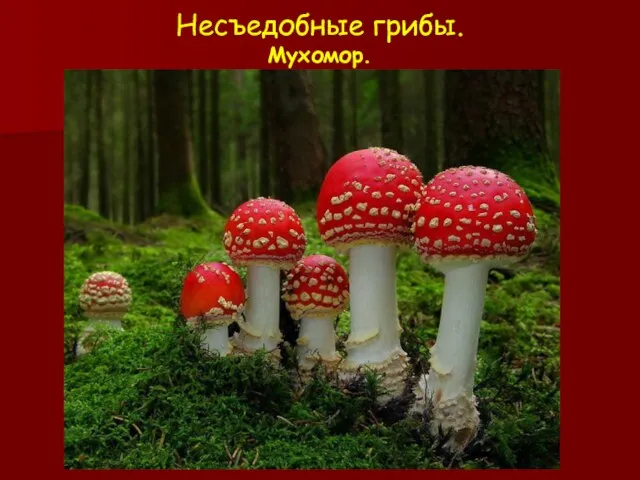 Несъедобные грибы. Мухомор.