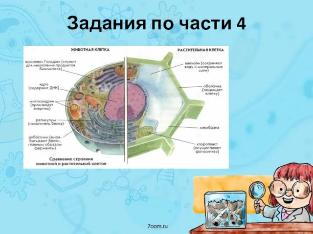 Задания по части 4