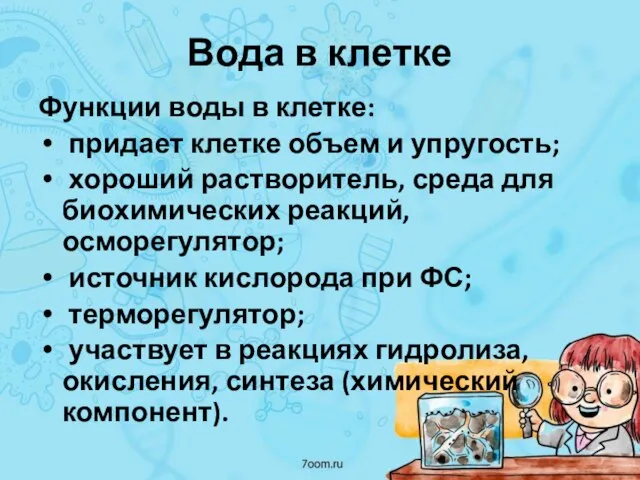 Вода в клетке Функции воды в клетке: придает клетке объем и