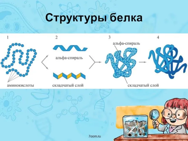 Структуры белка