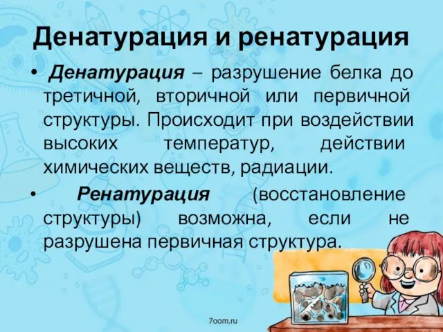 Денатурация и ренатурация Денатурация – разрушение белка до третичной, вторичной или