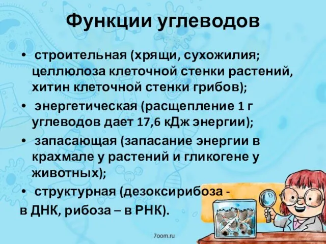 Функции углеводов строительная (хрящи, сухожилия; целлюлоза клеточной стенки растений, хитин клеточной