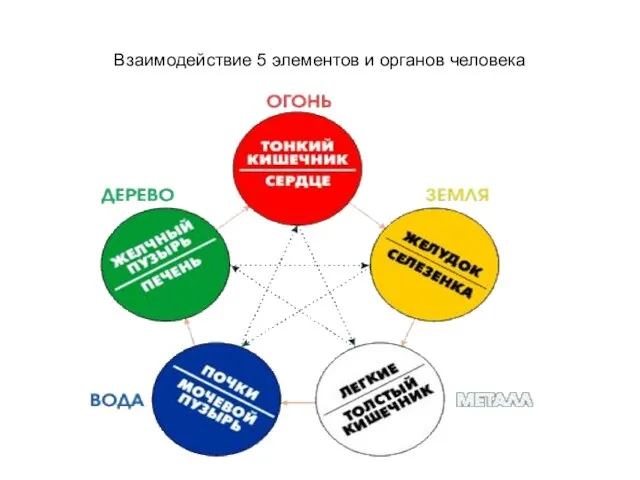 Взаимодействие 5 элементов и органов человека