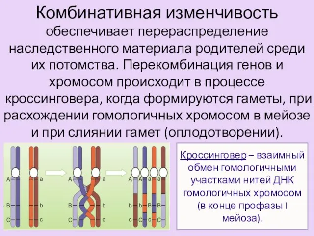 Кроссинговер – взаимный обмен гомологичными участками нитей ДНК гомологичных хромосом (в