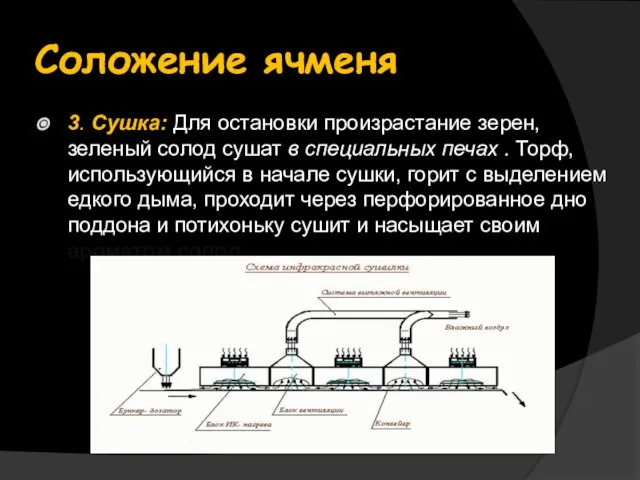 Соложение ячменя 3. Сушка: Для остановки произрастание зерен, зеленый солод сушат