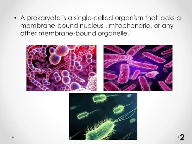 A prokaryote is a single-celled organism that lacks a membrane-bound nucleus