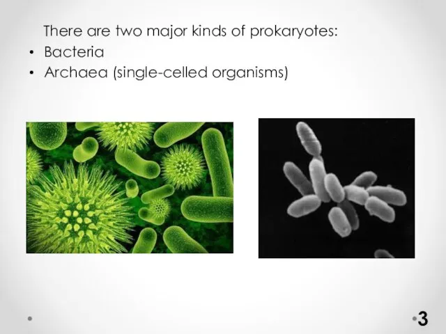 There are two major kinds of prokaryotes: Bacteria Archaea (single-celled organisms)