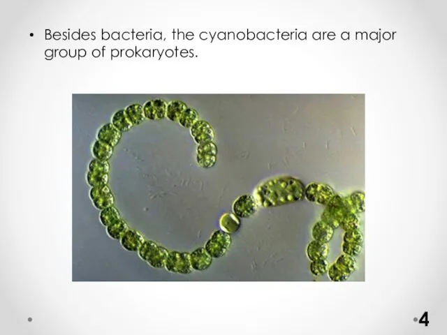 Besides bacteria, the cyanobacteria are a major group of prokaryotes.