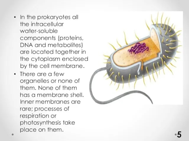 In the prokaryotes all the intracellular water-soluble components (proteins, DNA and