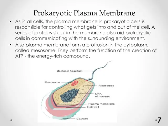 Prokaryotic Plasma Membrane As in all cells, the plasma membrane in