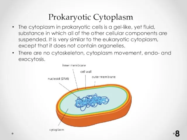 Prokaryotic Cytoplasm The cytoplasm in prokaryotic cells is a gel-like, yet