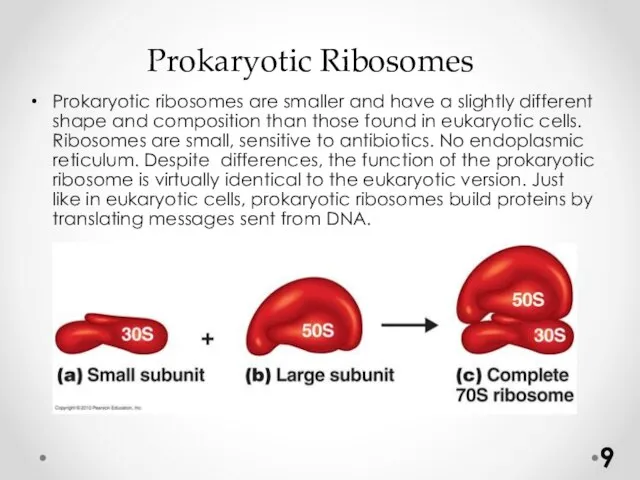 Prokaryotic Ribosomes Prokaryotic ribosomes are smaller and have a slightly different