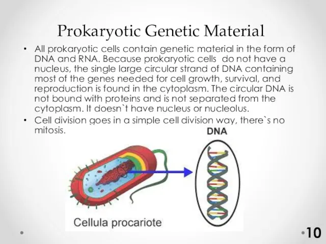 Prokaryotic Genetic Material All prokaryotic cells contain genetic material in the