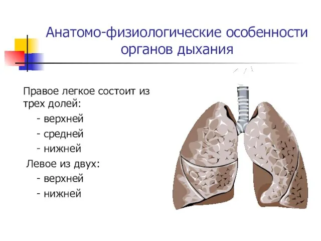 Анатомо-физиологические особенности органов дыхания Правое легкое состоит из трех долей: -