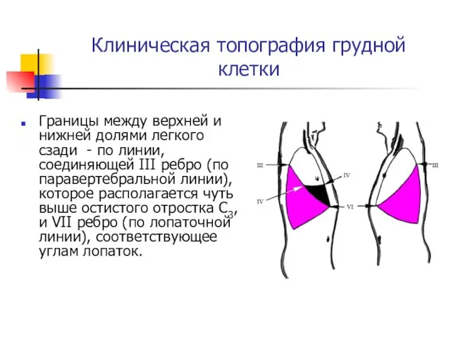 Клиническая топография грудной клетки Границы между верхней и нижней долями легкого