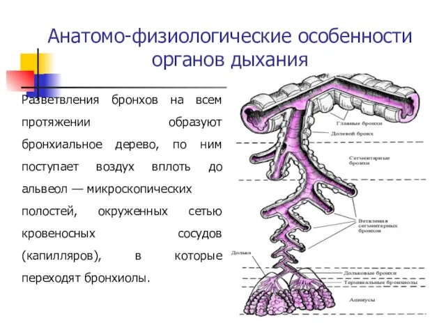 Анатомо-физиологические особенности органов дыхания Разветвления бронхов на всем протяжении образуют бронхиальное