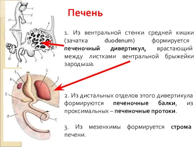 Печень 1. Из вентральной стенки средней кишки (зачатка duodenum) формируется печеночный