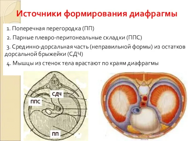 1. Поперечная перегородка (ПП) 2. Парные плевро-перитонеальные складки (ППС) 3. Срединно-дорсальная