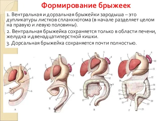 Формирование брыжеек 1. Вентральная и дорзальная брыжейки зародыша – это дупликатуры