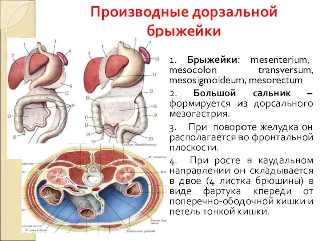 Производные дорзальной брыжейки 1. Брыжейки: mesenterium, mesocolon transversum, mesosigmoideum, mesorectum 2.