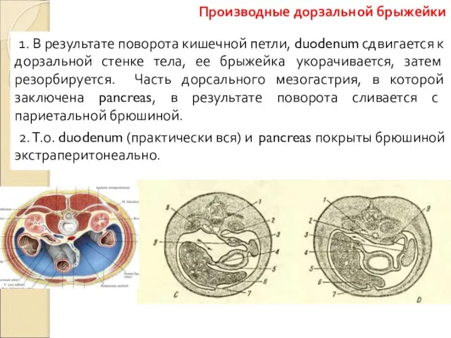 1. В результате поворота кишечной петли, duodenum сдвигается к дорзальной стенке