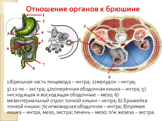 Отношение органов к брюшине 1)брюшная часть пищевода – интра; 2)желудок –