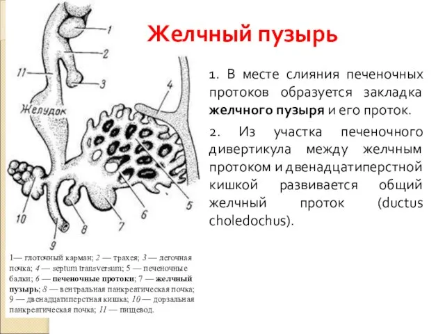 1. В месте слияния печеночных протоков образуется закладка желчного пузыря и