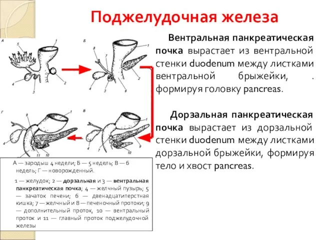 Поджелудочная железа Вентральная панкреатическая почка вырастает из вентральной стенки duodenum между