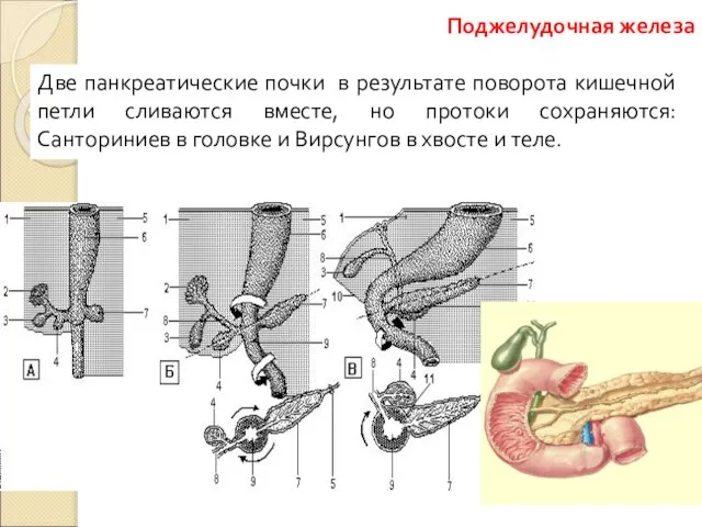 Две панкреатические почки в результате поворота кишечной петли сливаются вместе, но