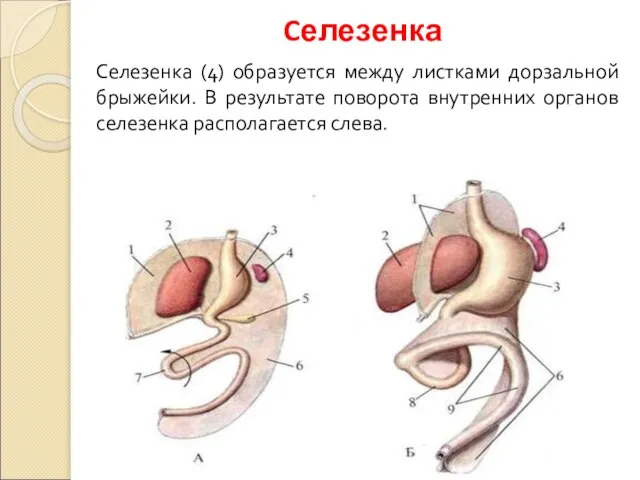 Cелезенка Селезенка (4) образуется между листками дорзальной брыжейки. В результате поворота внутренних органов селезенка располагается слева.