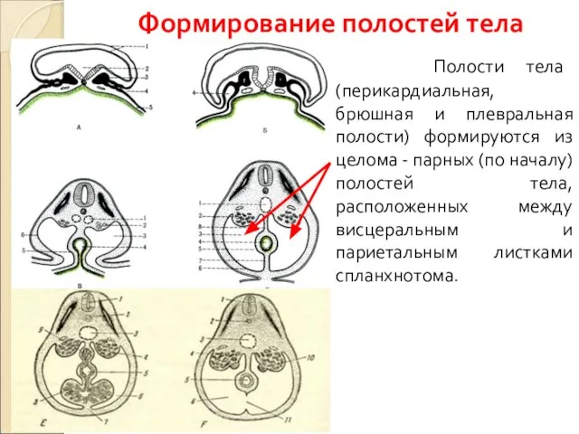 Полости тела (перикардиальная, брюшная и плевральная полости) формируются из целома -