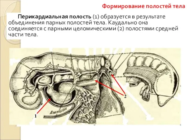 Перикардиальная полость (1) образуется в результате объединения парных полостей тела. Каудально