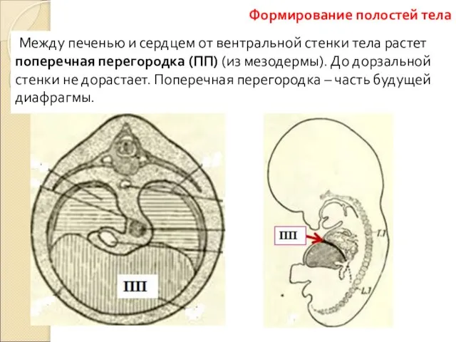 Между печенью и сердцем от вентральной стенки тела растет поперечная перегородка