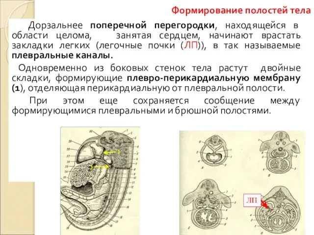 Дорзальнее поперечной перегородки, находящейся в области целома, занятая сердцем, начинают врастать