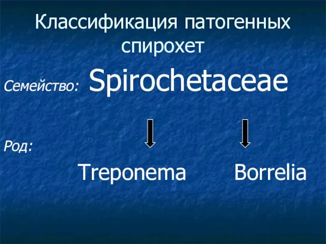 Классификация патогенных спирохет Семейство: Spirochetaceae Род: Treponema Borrelia