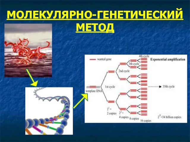 МОЛЕКУЛЯРНО-ГЕНЕТИЧЕСКИЙ МЕТОД