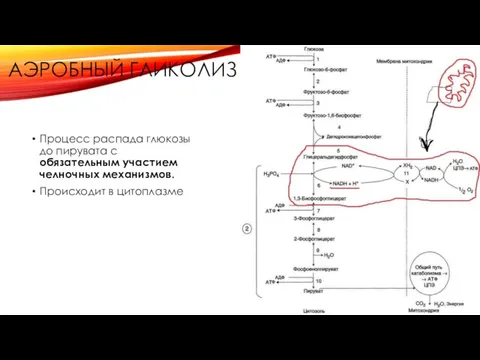 АЭРОБНЫЙ ГЛИКОЛИЗ Процесс распада глюкозы до пирувата с обязательным участием челночных механизмов. Происходит в цитоплазме