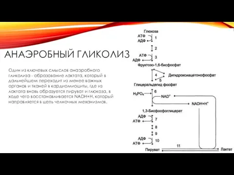 АНАЭРОБНЫЙ ГЛИКОЛИЗ Один из ключевых смыслов анаэробного гликолиза - образование лактата,