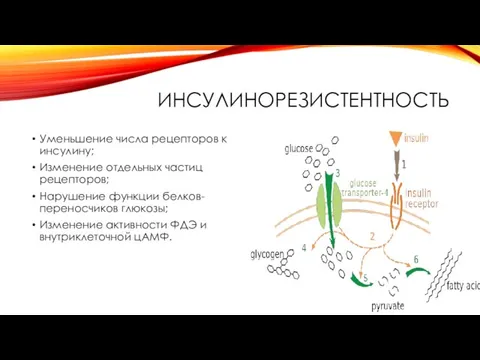 ИНСУЛИНОРЕЗИСТЕНТНОСТЬ Уменьшение числа рецепторов к инсулину; Изменение отдельных частиц рецепторов; Нарушение