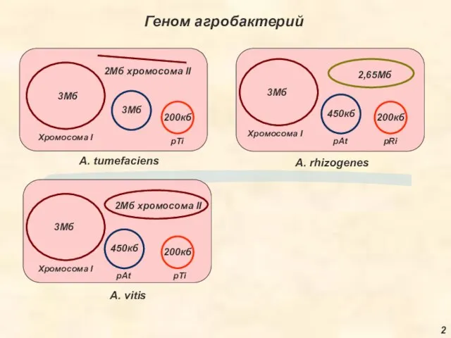 Геном агробактерий A. rhizogenes A. tumefaciens A. vitis 3Мб 3Мб 3Мб