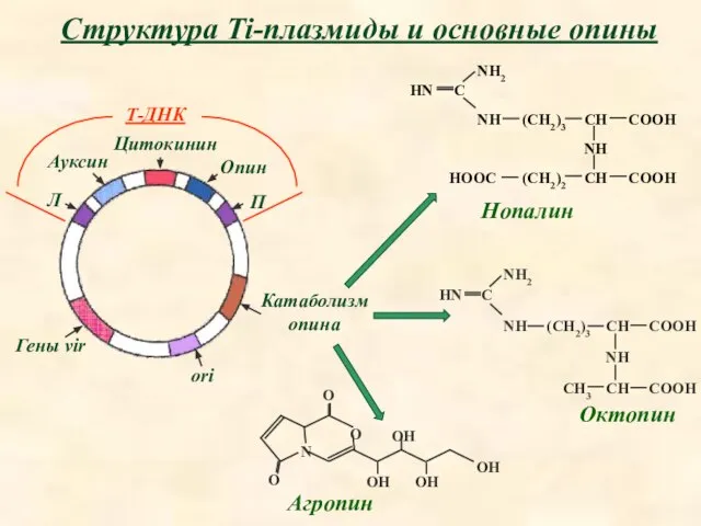 Октопин Нопалин Агропин Структура Ti-плазмиды и основные опины