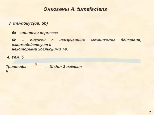 Онкогены A. tumefaciens 7 3. tml-локус(6a, 6b) 6a – опиновая пермеаза