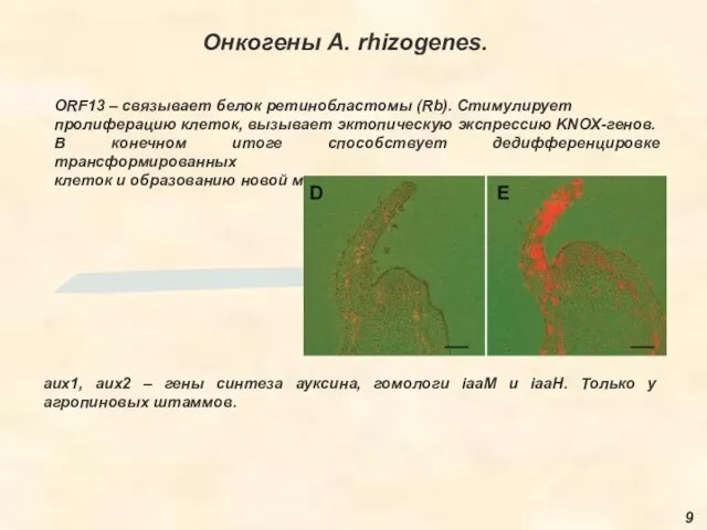 Онкогены A. rhizogenes. 9 ORF13 – связывает белок ретинобластомы (Rb). Стимулирует