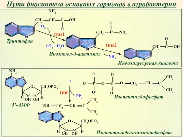 Пути биосинтеза основных гормонов в агробактерии