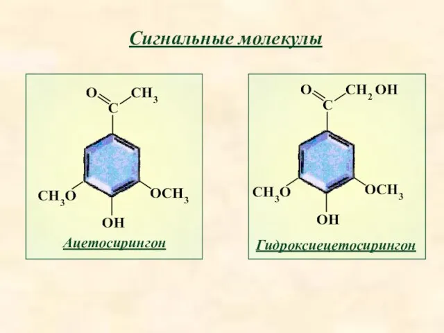 Сигнальные молекулы