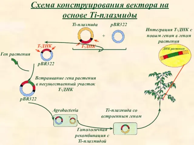 pBR322 Ti-плазмида + T-ДНК T-ДНК pBR322 Ген растения Встраивание гена растения