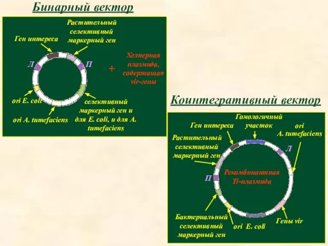 Бинарный вектор Коинтегративный вектор