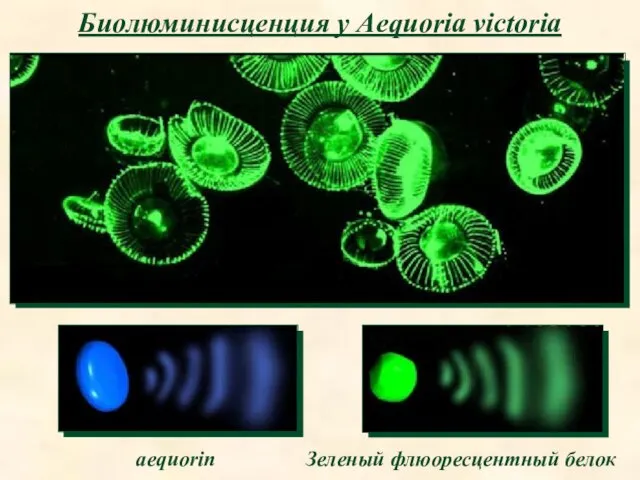 Биолюминисценция у Aequoria victoria aequorin Зеленый флюоресцентный белок