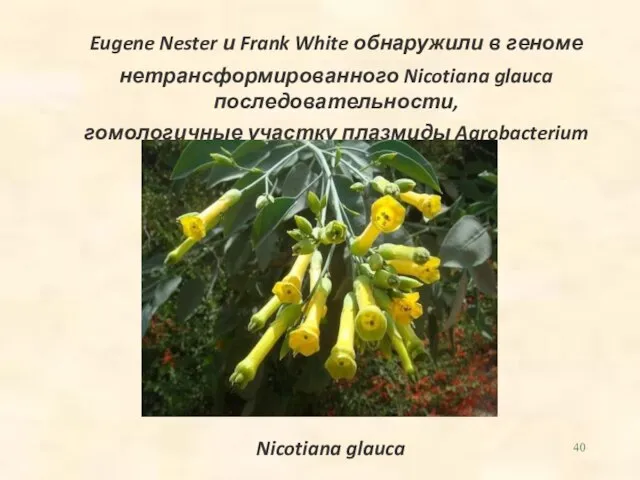 Eugene Nester и Frank White обнаружили в геноме нетрансформированного Nicotiana glauca