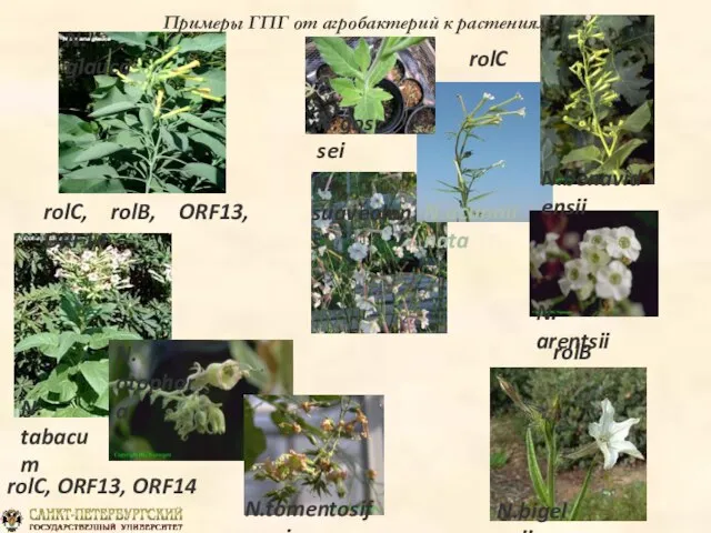 N. otophora N.tomentosiformis rolC, ORF13, ORF14 rolC, rolB, ORF13, ORF14 N.bigelovii